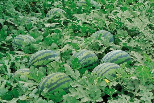 武都网红吃瓜群微信号是什么,武都网红吃瓜群微信号背后的神秘世界  第1张